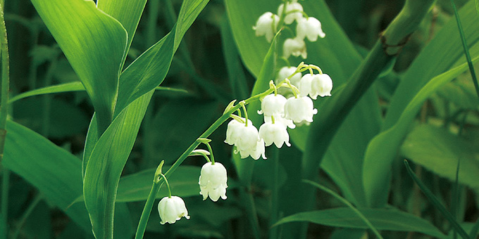幸福を呼ぶスズランの香り